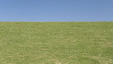 Photo of Følelsen af liv, når man ser noget grønt