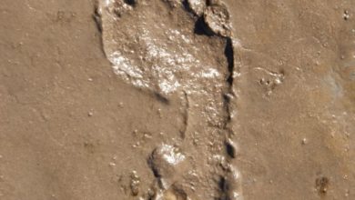 Photo of Tag til Vesterhavet, og slap af