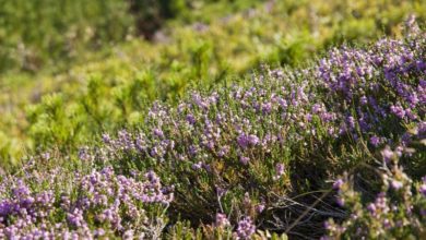 Photo of Naturen kalder på dig