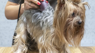 Photo of Hundesalon i Hjørring: din lokale hundefrisør