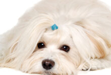 Photo of Opnå en sund og skinnende pels til din hund med det rigtige hundefoder